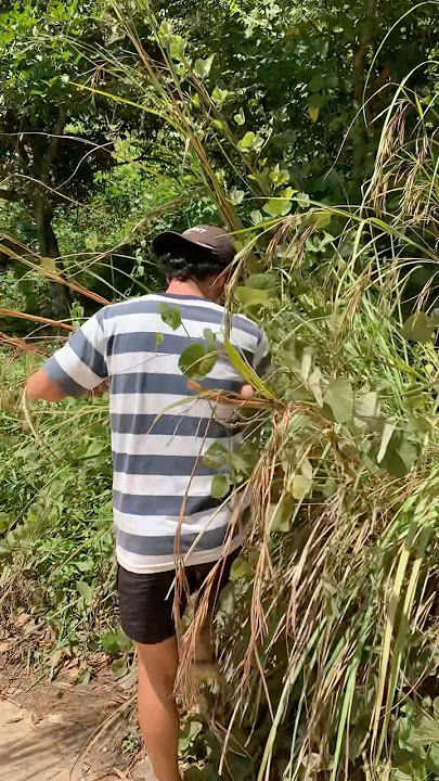 Making a Bird Cage from a Planter #subscribe #bolang #fyp @PebriHalomoan