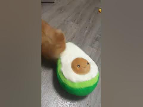 шпиц с игрушкой - YouTube
