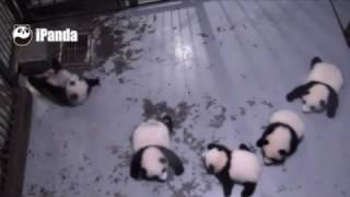 'Bless you!' Sneezing panda cub scares his four siblings