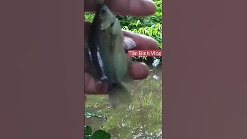 Câu cá rô đồng phần 1 - Câu cho vơi nỗi buồn