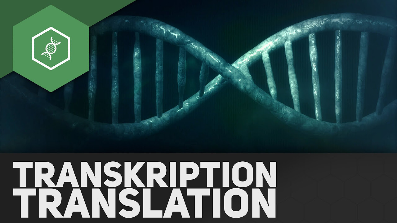 Die Transkription - Proteinbiosynthese Teil 1