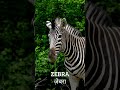 Z for Zebra | जेड फॉर ज़ेबरा | Alphabet ABC letter Z