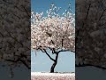 Relaxing Piano Music🎹 | Piano Solo | A day when cherry blossoms are fluttering  #relaxingpiano