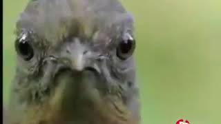 Thug Bird Webm