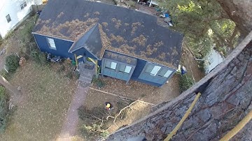 Giant Pine Trees Spikeless Climb (2018) - Part 1