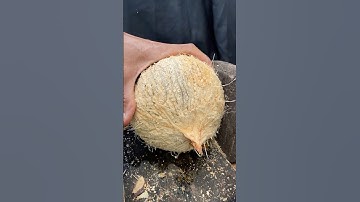 smart way to open fresh coconut from its shell
