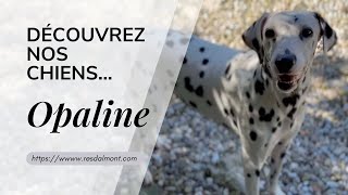 Découvrez nos Chiens...Opaline by Les Chiens font leur Cinéma 50 views 1 month ago 1 minute, 37 seconds