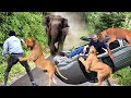 Cruel chaos elephant angry lion attacks cars and tourists too brutal wild animals attack