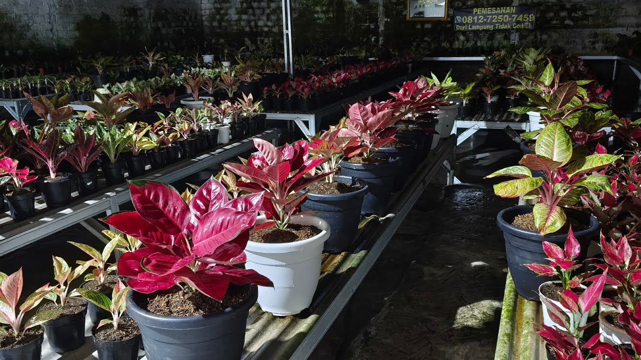 Tanaman Hias aglonema