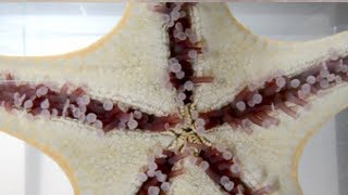 Snippet: Sea stars can coordinate their “feet” to bounce