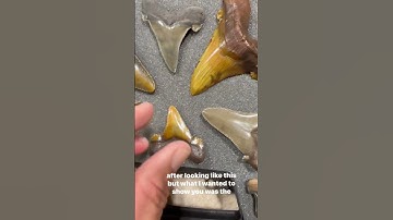 Florida’s Fossil Shark teeth! 🦈🦷 #shorts