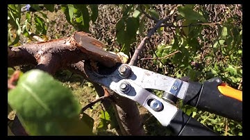 Cleaning Up Storm Damaged Trees