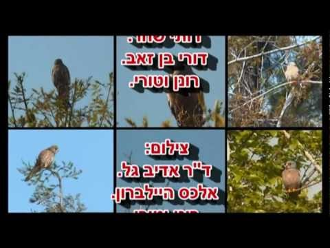 באלונה אומרים קן לבזים האדומים