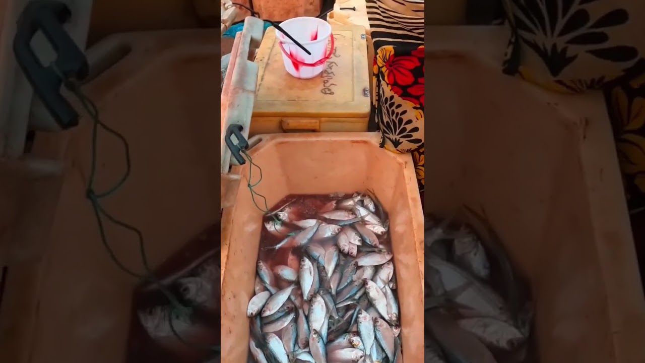 matlapalem fish market 