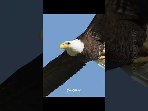 Bald Eagle in flight #birdlovers #wildlife #birds #birdsofprey #eagles #baldeagles #inflight