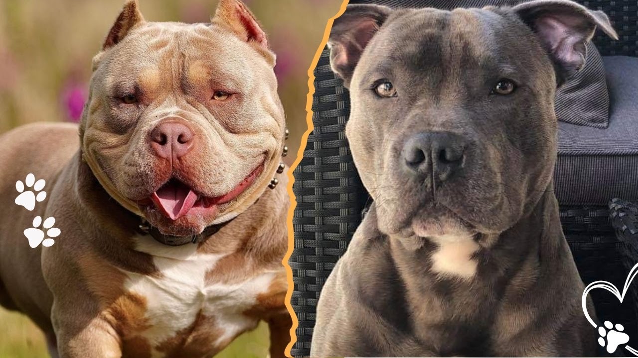 Американский питбультерьер против американского булли: в чём разница?