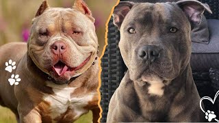 American Pit Bull Terrier vs American Bully — The Real Difference Explained