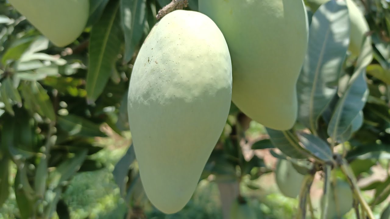 مدرسة تقليم جديدة في أصناف مانجو محلية في شهر 10-11-12و تقليم في شهر 4-5-6 للأشجار اللي مأثمرتش 2020