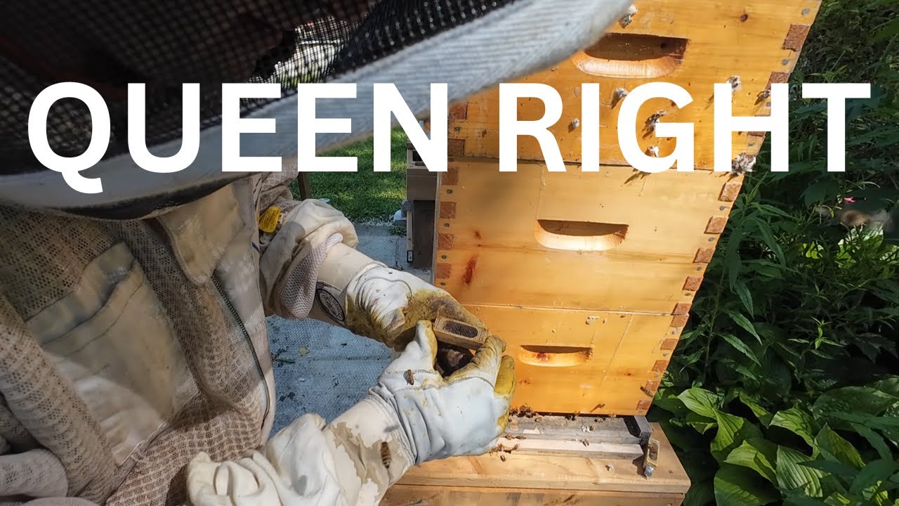 June 17th queen Right