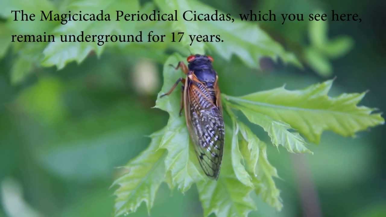 The 17-Year Cicadas Return