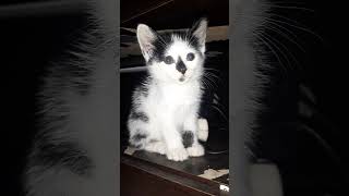 WAJAHNYA TERLIHAT POLOS DAN MENGGEMASKAN #cat #pecintakucing