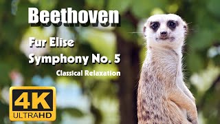 Beethoven - Für Elise (4K UHD) | Beethoven - Symphony No. 5 Video 4K Video HD
