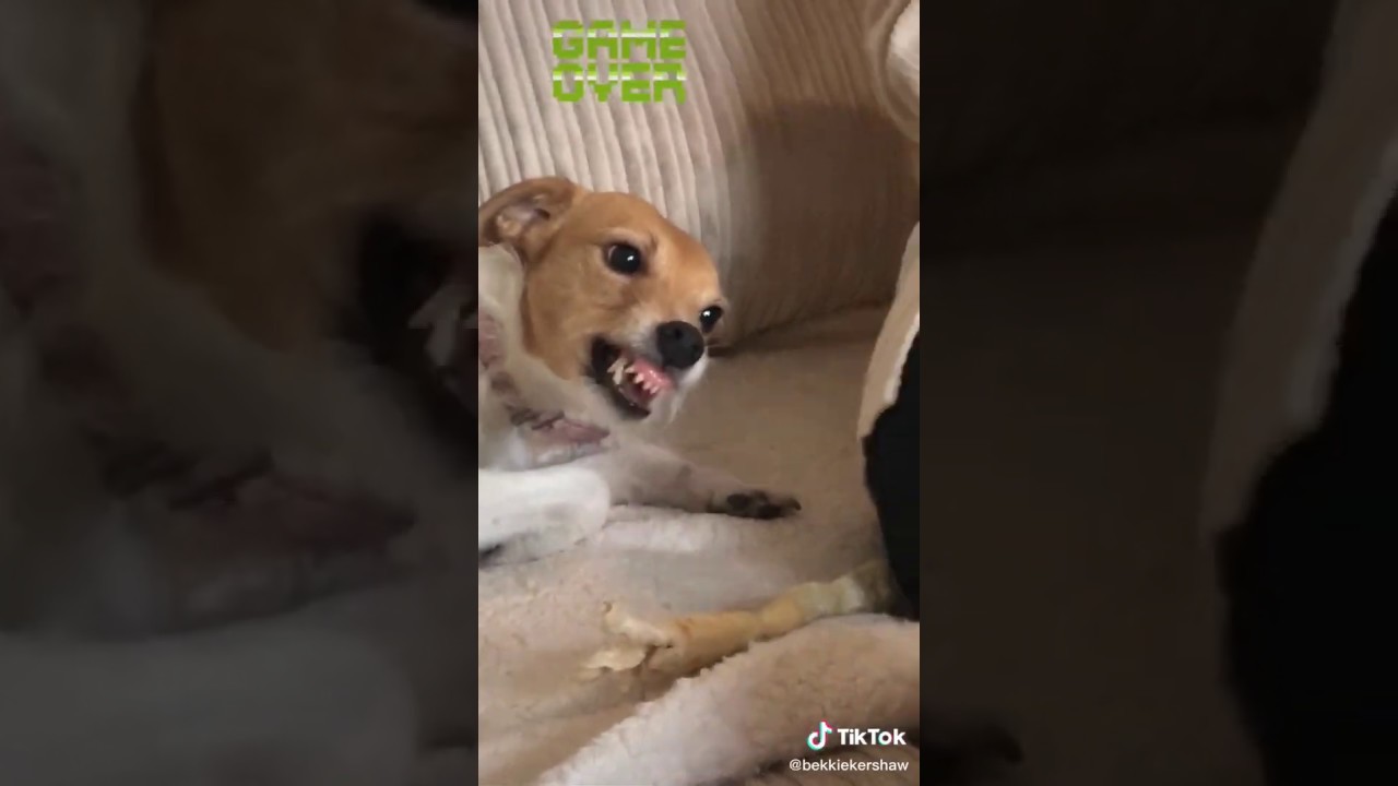 Funny DOG Tiktok video Gone wrong! 