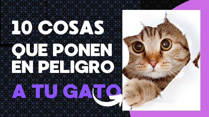 No pongas en peligro a tu gato