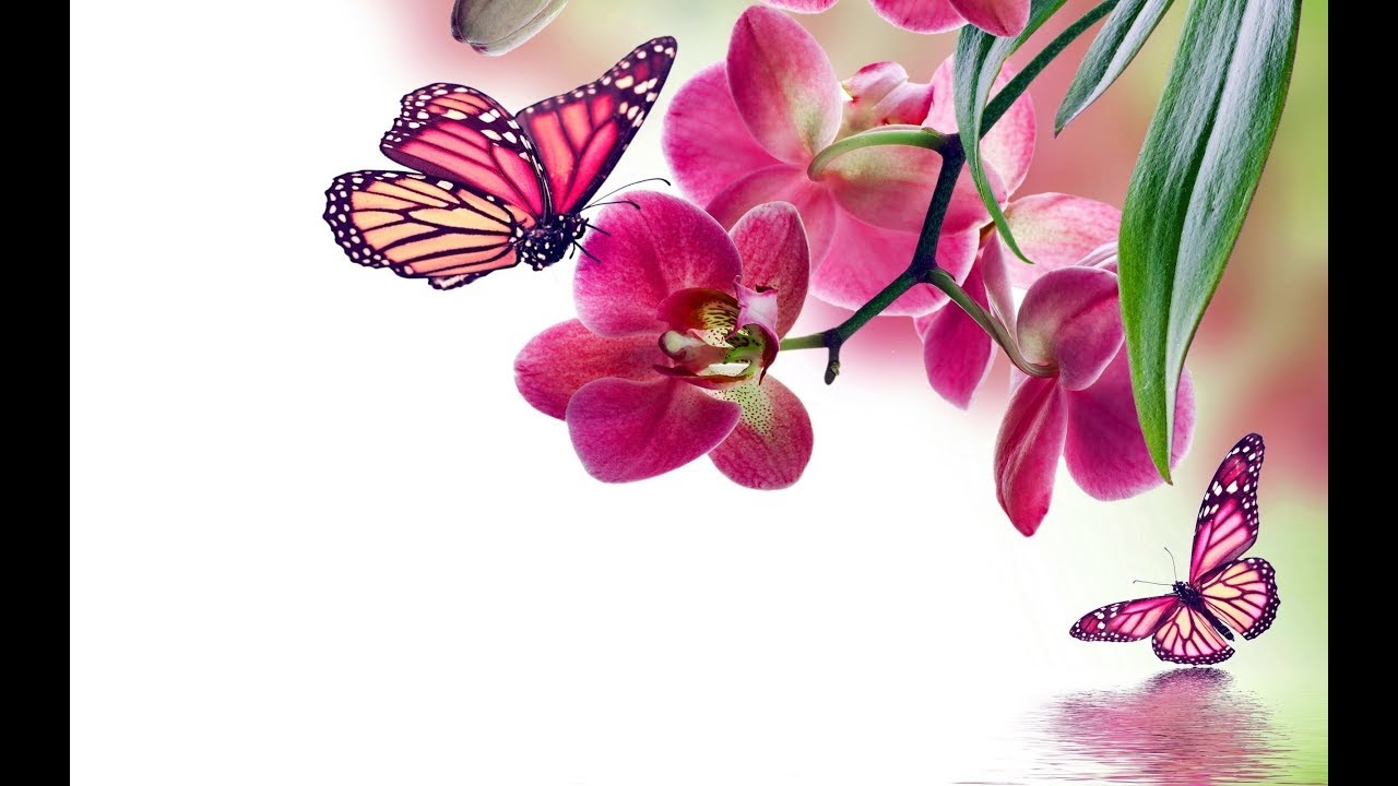 Scorpio Love Sept 15-30/19 Really Scared