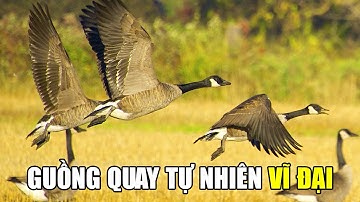 Chim Di Cư | Khám Phá Thế Giới Động Vật Hoang Dã