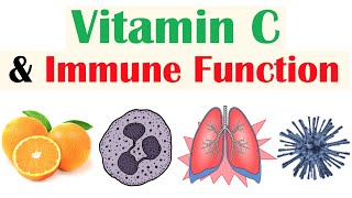 Vitamin C and the Immune System | Roles of Vitamin C in Respiratory Infections