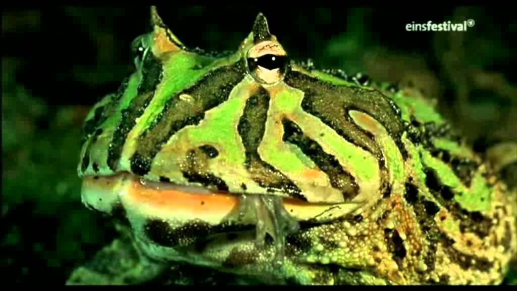 Frosch frisst Frosch