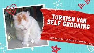 Turkish van cat do self grooming by khocengorend 374 views 4 years ago 6 minutes, 10 seconds