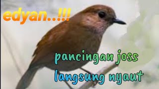 Suara Burung Sunda blue Robin betina Gacor !!!!
