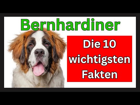 Bernhardiner Hunderasse 🐶 Die 10 wichtigsten Fakten