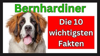 Bernhardiner Hunderasse 🐶 Die 10 wichtigsten Fakten