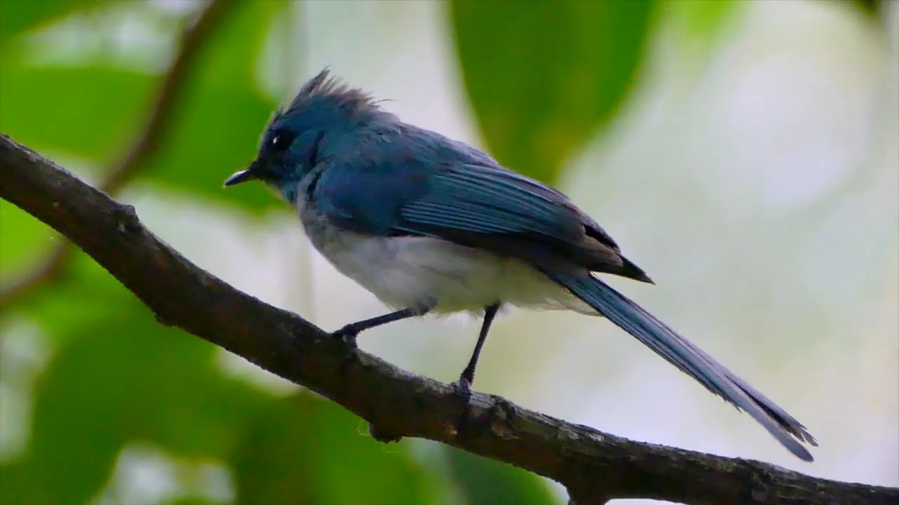 African Blue-Flycatcher 