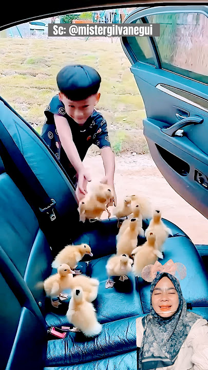 Dapat Anak Bebek‼️
