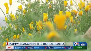 Half way through poppy season in the borderland