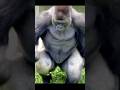 Huge Silverback Gorilla Running Upright🦍💨 #gorilla #silverback #shabani