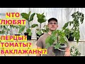 Что важно при посадке рассады в теплицу?