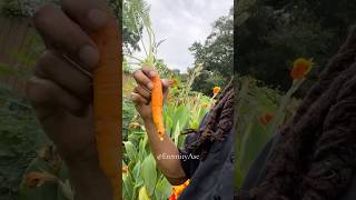 Eh Wassam Doc, Farmer J 1st 🥕 Carrot Summer 2026 follow like share carrot @AseEternityGardensFarms