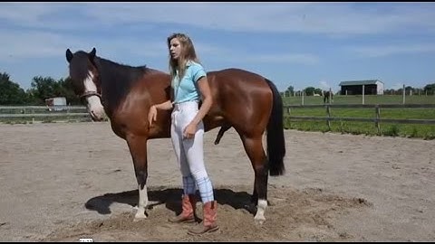 How To Teach Your Horse To Lay Down        #MyFaithfulHorse