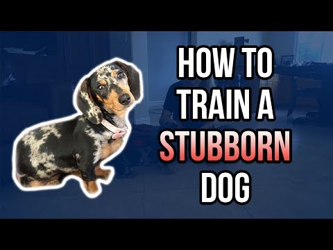 HOW TO TRAIN