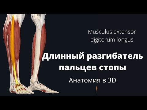 Длинный разгибатель пальцев стопы. Musculus extensor digitorum longus. Анатомия в 3D