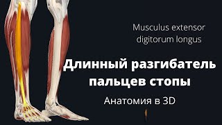 Длинный разгибатель пальцев стопы. Musculus extensor digitorum longus. Анатомия в 3D