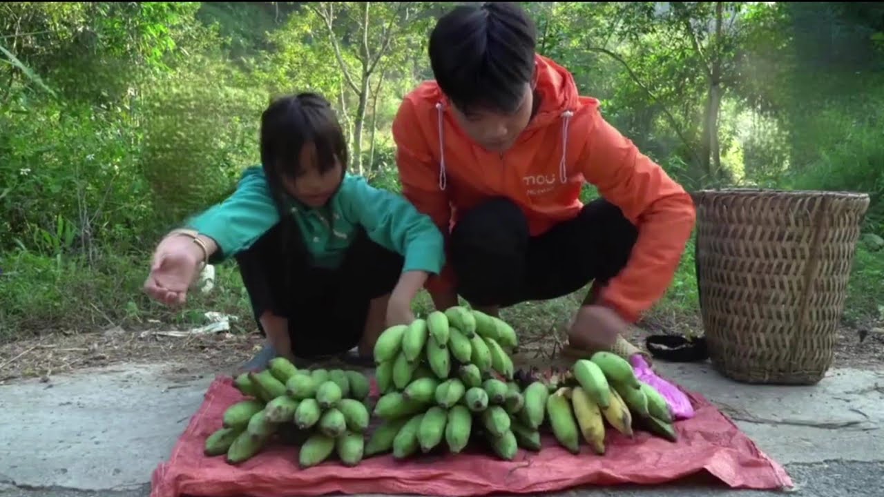 The poor boy and girl went to pick bananas to sell for money to buy food - Ly Ton Quang