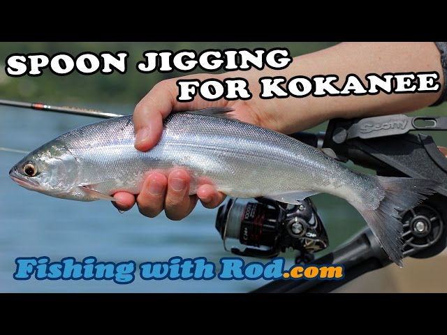 HOW TO JIG FOR KOKANEE SALMON WITH A SPOON