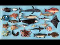 Hewan laut hiu tikus paus biru ikan pari elang tutul kerapu semadar cicit ikan salmon pinguin