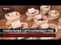 Уникальные сорта кормовых трав от подмосковных селекционеров